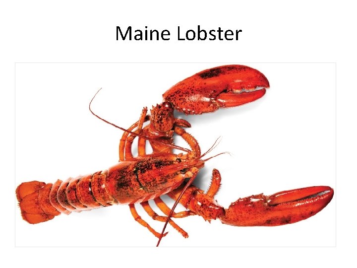 Maine Lobster 