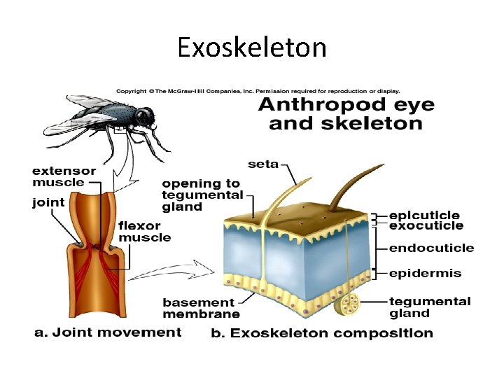 Exoskeleton 