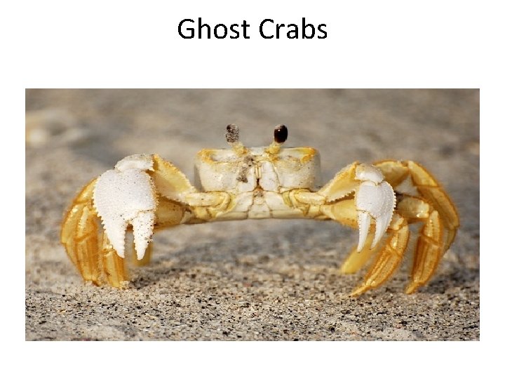 Ghost Crabs 