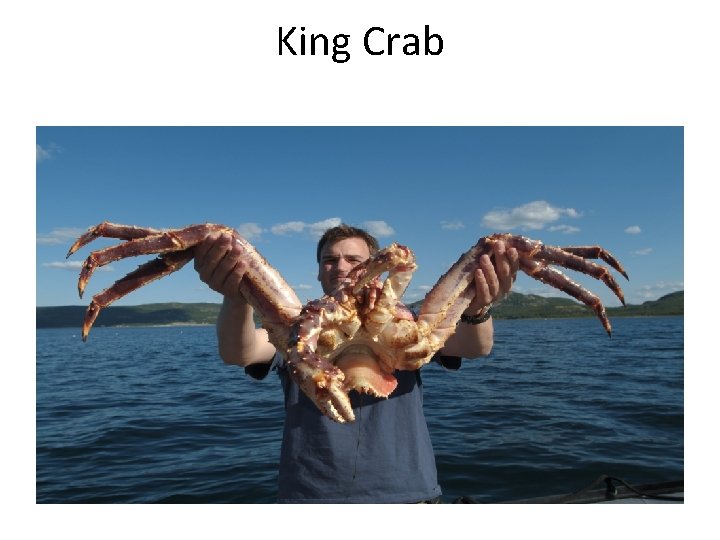 King Crab 