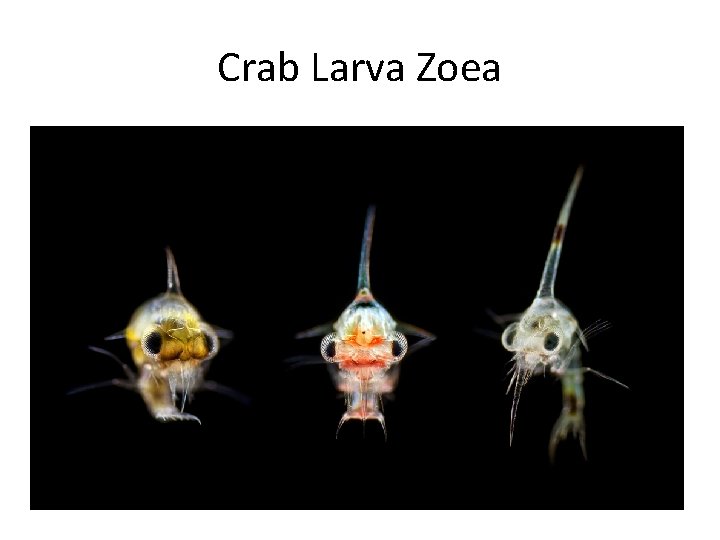 Crab Larva Zoea 
