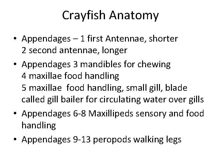 Crayfish Anatomy • Appendages – 1 first Antennae, shorter 2 second antennae, longer •