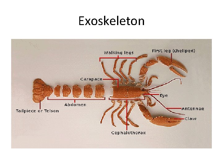 Exoskeleton 