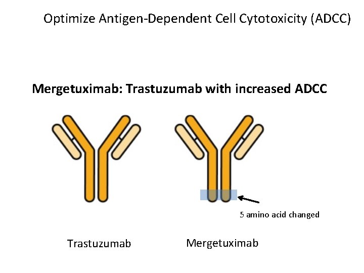 Optimize Antigen-Dependent Cell Cytotoxicity (ADCC) Mergetuximab: Trastuzumab with increased ADCC 5 amino acid changed