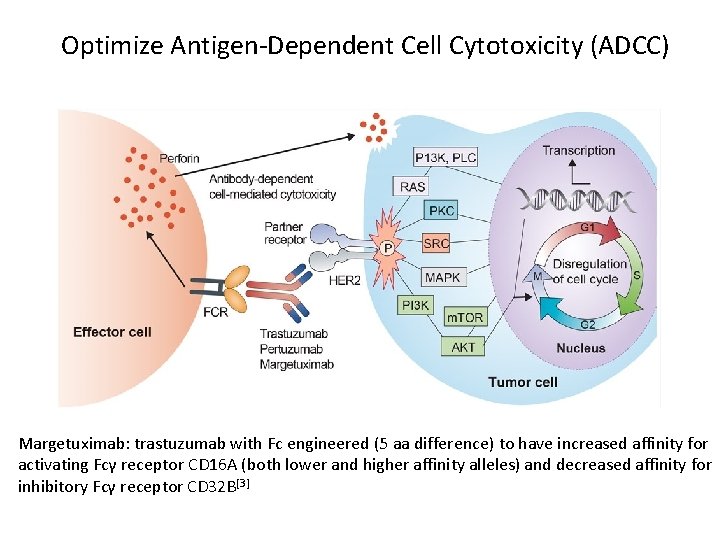 Optimize Antigen-Dependent Cell Cytotoxicity (ADCC) Margetuximab: trastuzumab with Fc engineered (5 aa difference) to