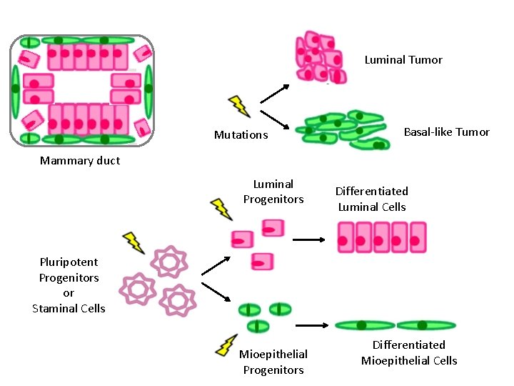 Luminal Tumor Mutations Basal-like Tumor Mammary duct Luminal Progenitors Differentiated Luminal Cells Pluripotent Progenitors