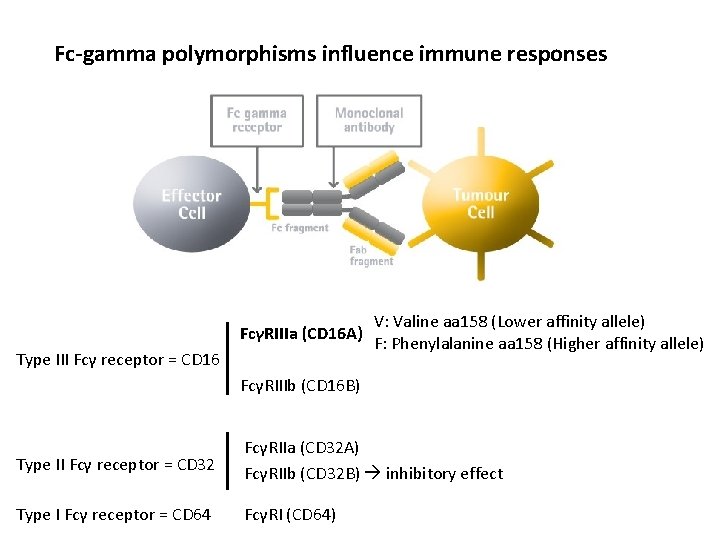 Fc-gamma polymorphisms influence immune responses FcγRIIIa (CD 16 A) Type III Fcγ receptor =
