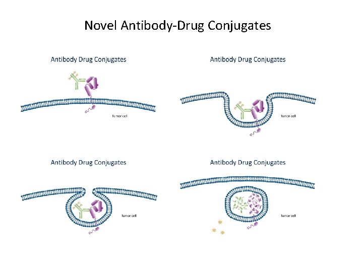 Novel Antibody-Drug Conjugates 