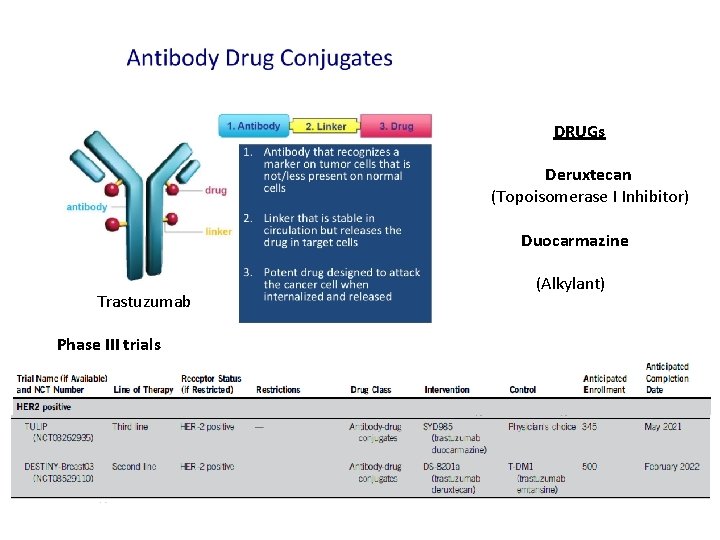 DRUGs Deruxtecan (Topoisomerase I Inhibitor) Duocarmazine Trastuzumab Phase III trials (Alkylant) 