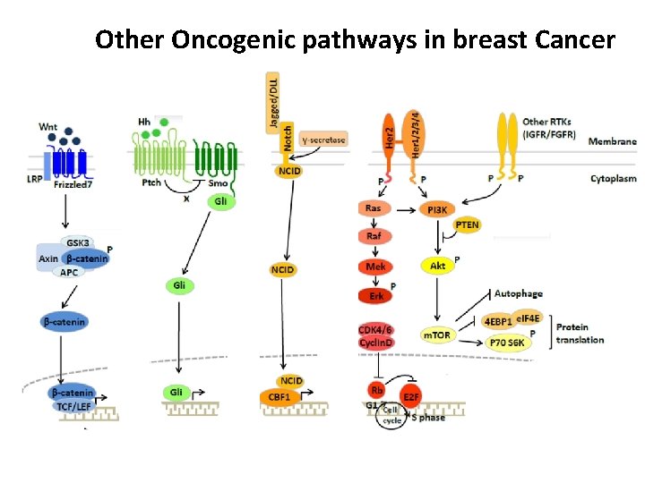 Other Oncogenic pathways in breast Cancer 
