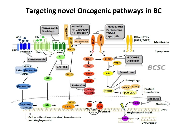 Targeting novel Oncogenic pathways in BC 