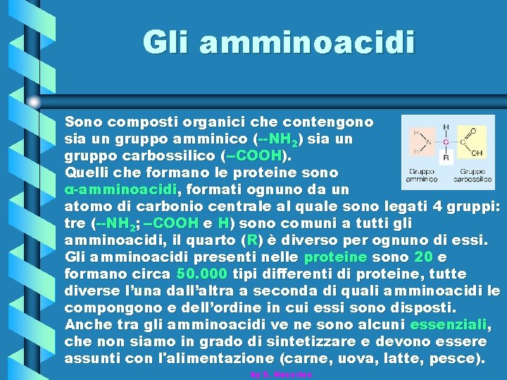 Gli amminoacidi Sono composti organici che contengono sia un gruppo amminico (--NH 2) sia