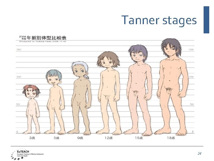 Tanner stages 24 