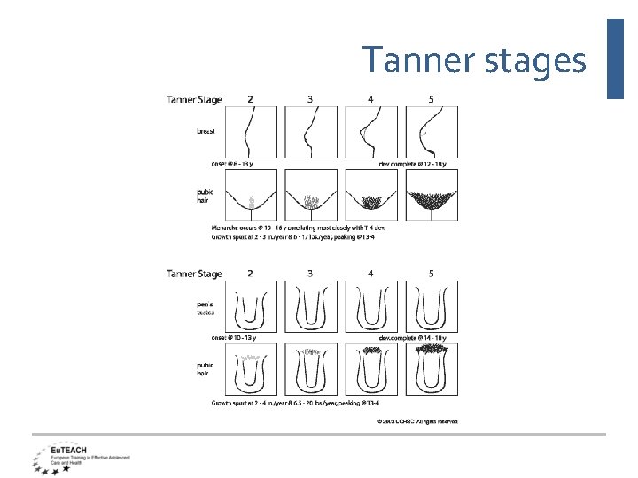 Tanner stages 