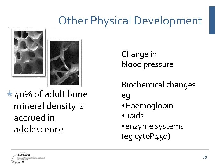 Other Physical Development Change in blood pressure 40% of adult bone mineral density is