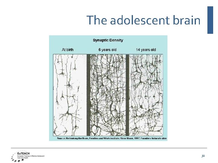 The adolescent brain 31 