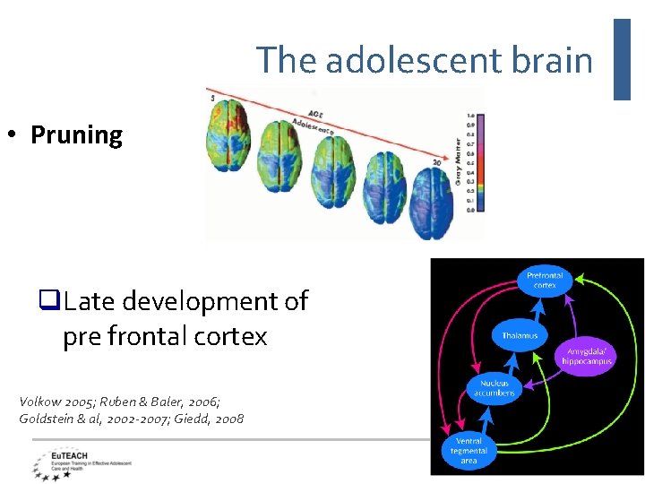 The adolescent brain • Pruning q. Late development of pre frontal cortex Volkow 2005;