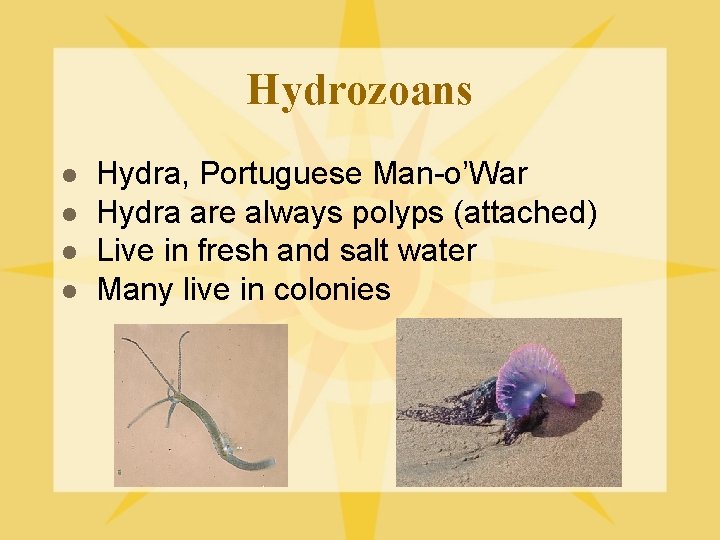 Hydrozoans l l Hydra, Portuguese Man-o’War Hydra are always polyps (attached) Live in fresh