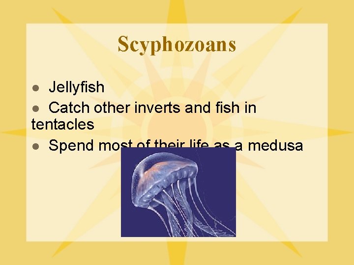 Scyphozoans Jellyfish l Catch other inverts and fish in tentacles l Spend most of