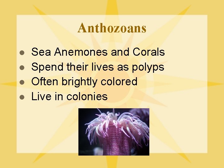 Anthozoans l l Sea Anemones and Corals Spend their lives as polyps Often brightly