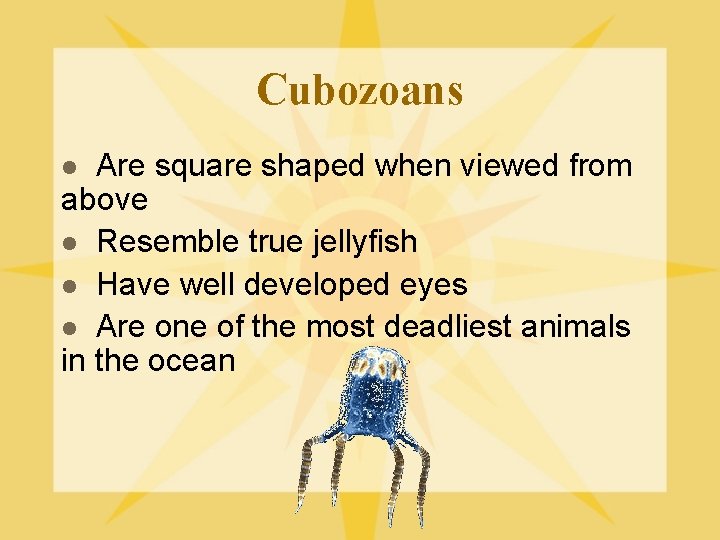 Cubozoans Are square shaped when viewed from above l Resemble true jellyfish l Have