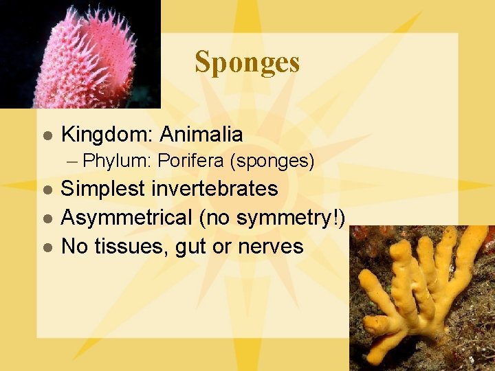 Sponges l Kingdom: Animalia – Phylum: Porifera (sponges) l l l Simplest invertebrates Asymmetrical
