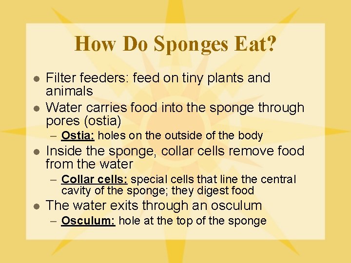 How Do Sponges Eat? l l Filter feeders: feed on tiny plants and animals