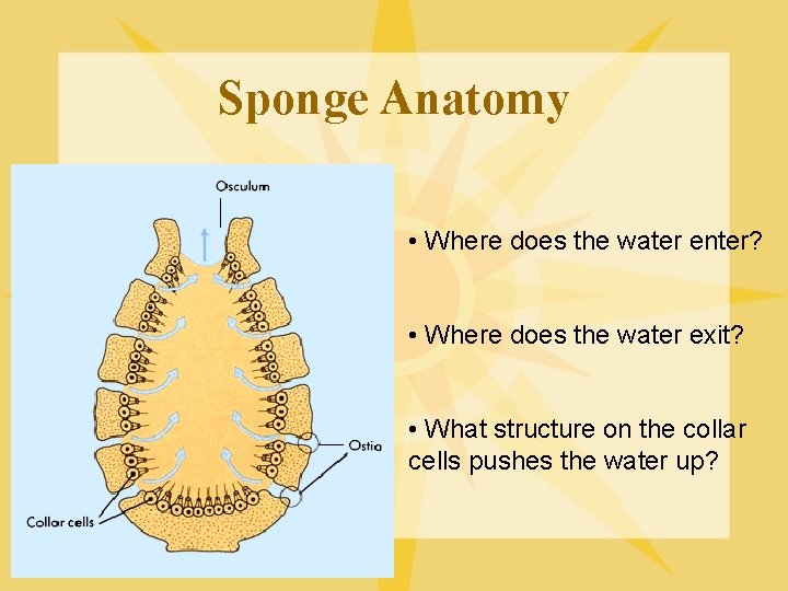 Sponge Anatomy • Where does the water enter? • Where does the water exit?