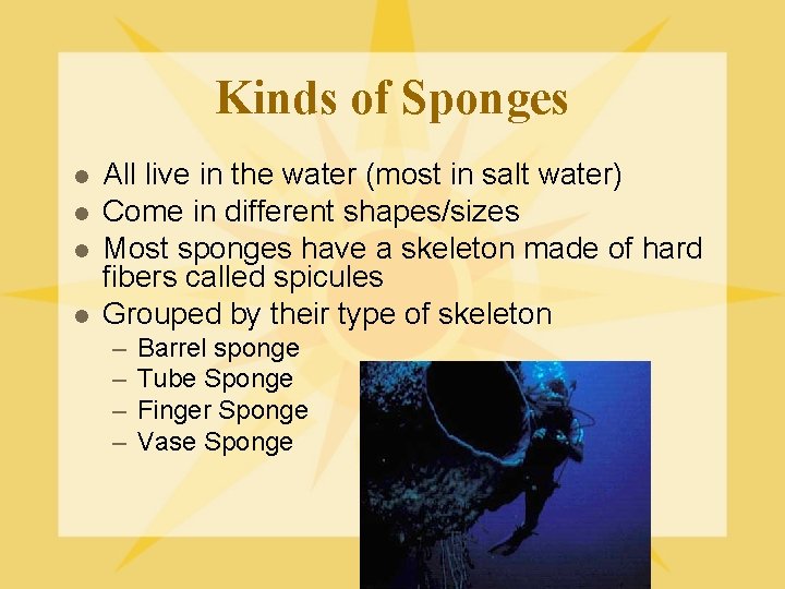 Kinds of Sponges l l All live in the water (most in salt water)