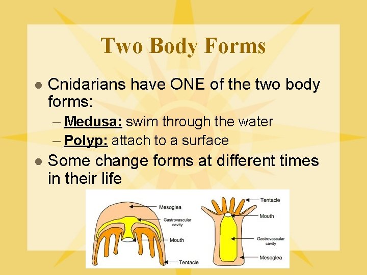 Two Body Forms l Cnidarians have ONE of the two body forms: – Medusa: