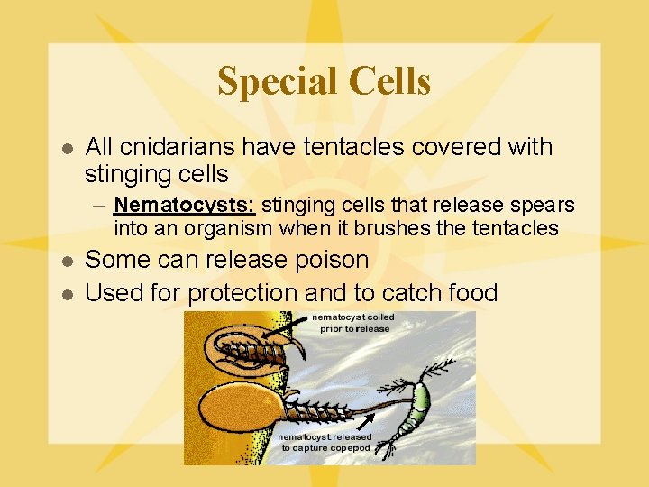 Special Cells l All cnidarians have tentacles covered with stinging cells – Nematocysts: stinging