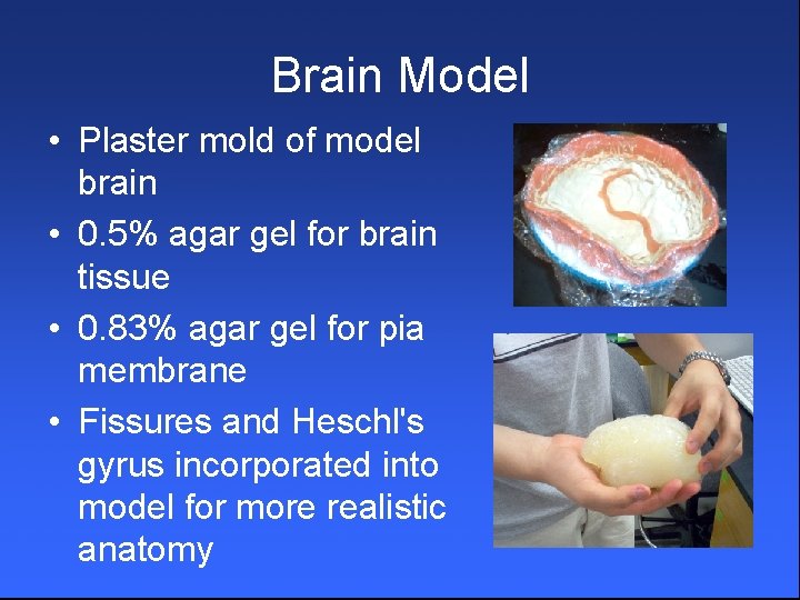 Brain Model • Plaster mold of model brain • 0. 5% agar gel for