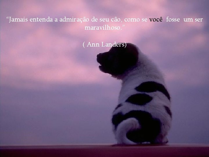 “Jamais entenda a admiração de seu cão, como se você fosse um ser maravilhoso.