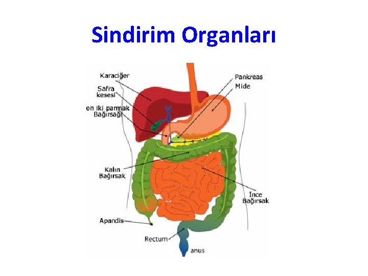 Sindirim Organları 