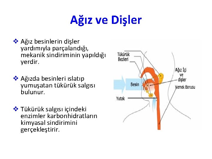 Ağız ve Dişler v Ağız besinlerin dişler yardımıyla parçalandığı, mekanik sindiriminin yapıldığı yerdir. v