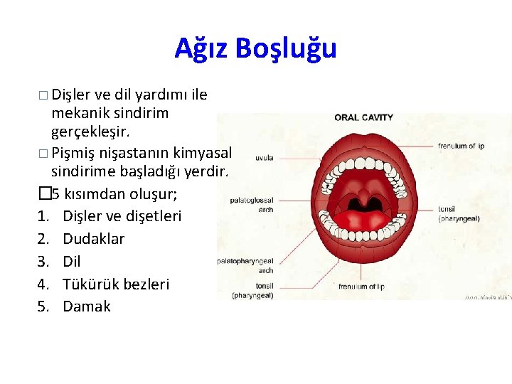 Ağız Boşluğu � Dişler ve dil yardımı ile mekanik sindirim gerçekleşir. � Pişmiş nişastanın