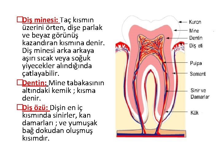 �Diş minesi: Taç kısmın üzerini örten, dişe parlak ve beyaz görünüş kazandıran kısmına denir.