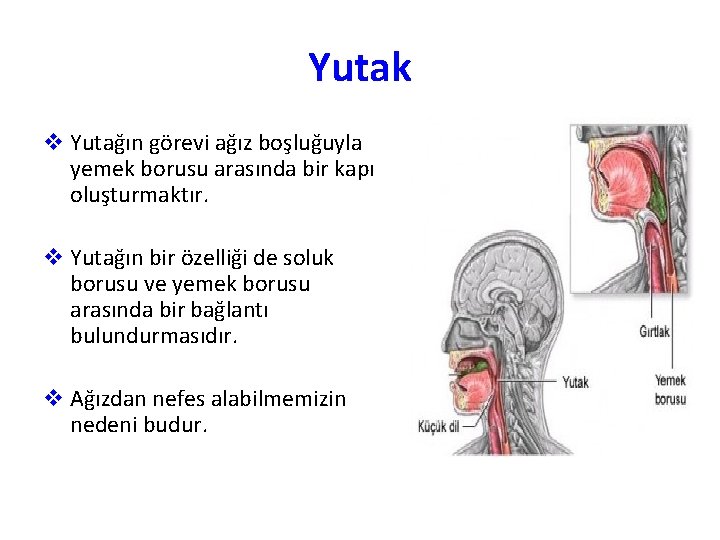 Yutak v Yutağın görevi ağız boşluğuyla yemek borusu arasında bir kapı oluşturmaktır. v Yutağın