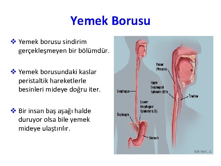 Yemek Borusu v Yemek borusu sindirim gerçekleşmeyen bir bölümdür. v Yemek borusundaki kaslar peristaltik