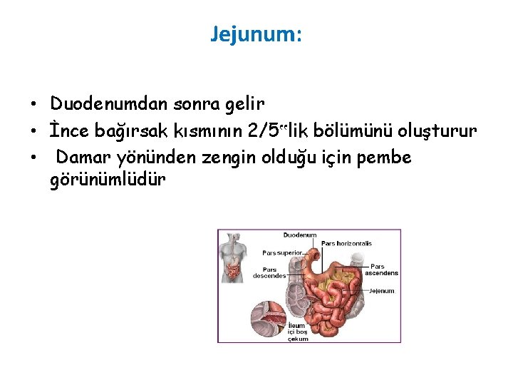 Jejunum: • Duodenumdan sonra gelir • İnce bağırsak kısmının 2/5‟lik bölümünü oluşturur • Damar