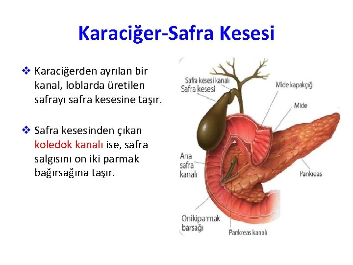 Karaciğer-Safra Kesesi v Karaciğerden ayrılan bir kanal, loblarda üretilen safrayı safra kesesine taşır. v