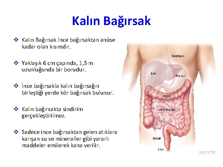 Kalın Bağırsak v Kalın Bağırsak İnce bağırsaktan anüse kadar olan kısımdır. v Yaklaşık 6