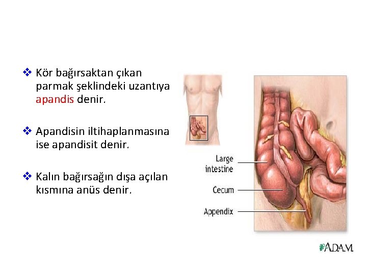 v Kör bağırsaktan çıkan parmak şeklindeki uzantıya apandis denir. v Apandisin iltihaplanmasına ise apandisit