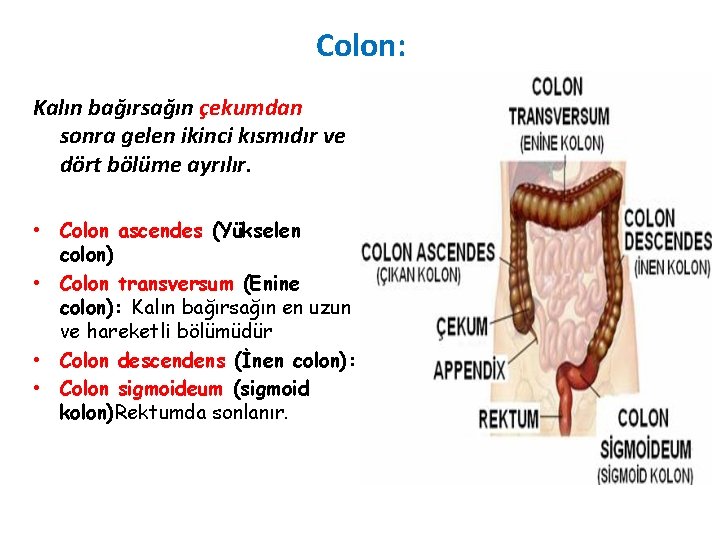 Colon: Kalın bağırsağın çekumdan sonra gelen ikinci kısmıdır ve dört bölüme ayrılır. • Colon