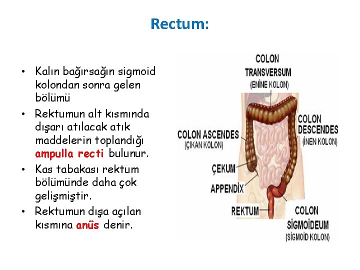 Rectum: • Kalın bağırsağın sigmoid kolondan sonra gelen bölümü • Rektumun alt kısmında dışarı