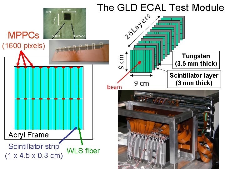 The GLD ECAL Test Module MPPCs (1600 pixels) Tungsten (3. 5 mm thick) Scintillator