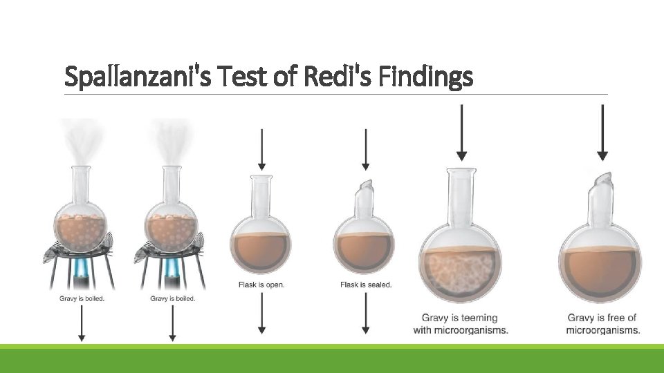 Spallanzani's Test of Redi's Findings 