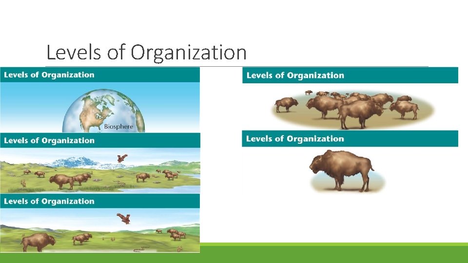 Levels of Organization 