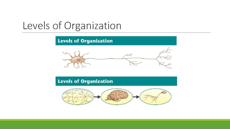 Levels of Organization 