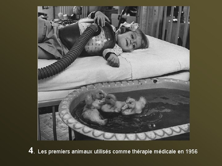 4. Les premiers animaux utilisés comme thérapie médicale en 1956 